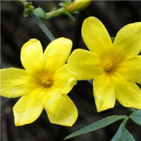 迎春花微信头像 寓意美好的迎春花