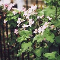 淡色小花儿头像 淡色简约的花儿