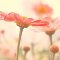 淡色小花儿头像 淡色简约的花儿