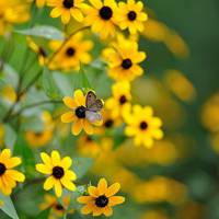 淡淡花香微信头像图片 淡淡的花香沁人心脾
