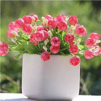 盆景微信头像_好看的微信盆景花头像图片