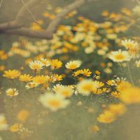 花朵清纯唯美头像_静静开放的美丽花朵