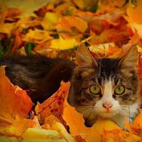 秋天枫树红叶风景头像图片