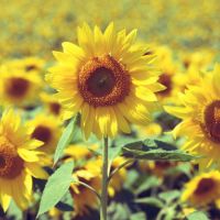 适合微信用的唯美向日葵头像图片