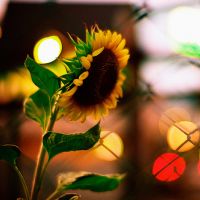 适合微信用的唯美向日葵头像图片