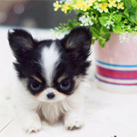 萌茶杯犬头像 各种萌各种可爱的茶杯犬