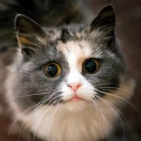 微信猫头像 神态可爱的猫猫咪