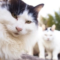 微信头像小猫咪_萌翻了的小猫嘛真可爱