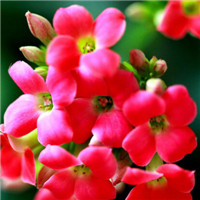 迎春花微信头像 寓意美好的迎春花