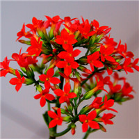 迎春花微信头像 寓意美好的迎春花