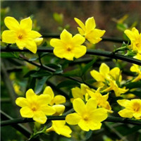 迎春花微信头像 寓意美好的迎春花