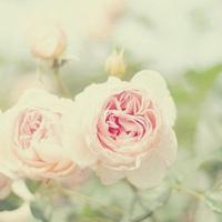 淡色小花儿头像 淡色简约的花儿