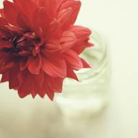 淡色小花儿头像 淡色简约的花儿