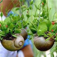 盆景微信头像_好看的微信盆景花头像图片