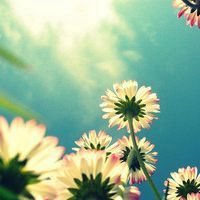 花朵清纯唯美头像_静静开放的美丽花朵