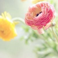 花朵清纯唯美头像_静静开放的美丽花朵