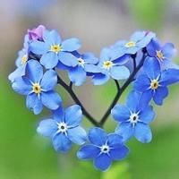 花朵清纯唯美头像_静静开放的美丽花朵