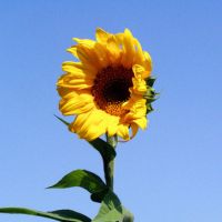 适合微信用的唯美向日葵头像图片