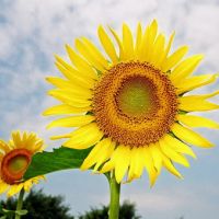 适合微信用的唯美向日葵头像图片