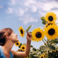 适合微信用的唯美向日葵头像图片