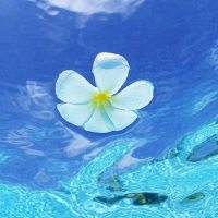 漂在水面上的花朵头像图片
