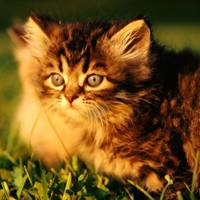 微信猫头像 神态可爱的猫猫咪