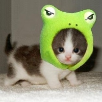 微信头像小猫咪_萌翻了的小猫嘛真可爱