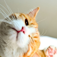 微信头像小猫咪_萌翻了的小猫嘛真可爱