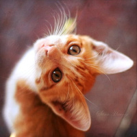 微信头像小猫咪_萌翻了的小猫嘛真可爱