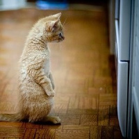 微信头像小猫咪_萌翻了的小猫嘛真可爱