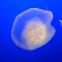 美丽的深海水母头像照片