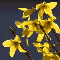 迎春花微信头像 寓意美好的迎春花