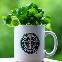 盆景微信头像_好看的微信盆景花头像图片