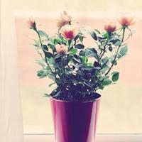 盆景微信头像_好看的微信盆景花头像图片