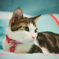 微信头像小猫咪_萌翻了的小猫嘛真可爱