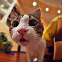 微信头像小猫咪_萌翻了的小猫嘛真可爱