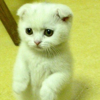 微信头像小猫咪_萌翻了的小猫嘛真可爱