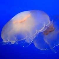 美丽的深海水母头像照片