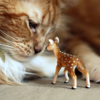 微信头像小猫咪_萌翻了的小猫嘛真可爱