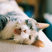 微信头像小猫咪_萌翻了的小猫嘛真可爱