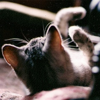 微信头像小猫咪_萌翻了的小猫嘛真可爱