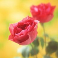 各种颜色的玫瑰花头像图片