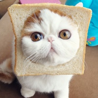 萌萌哒的肥猫头像 肥猫咪脸够方