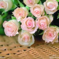 各种颜色的玫瑰花头像图片