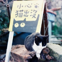 微信头像小猫咪_萌翻了的小猫嘛真可爱