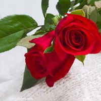 各种颜色的玫瑰花头像图片