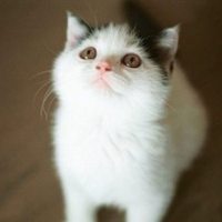 微信头像小猫咪_萌翻了的小猫嘛真可爱