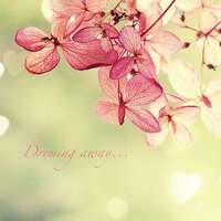 那些好看又清新的唯美花图片头像