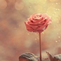 那些好看又清新的唯美花图片头像