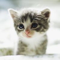微信头像小猫咪_萌翻了的小猫嘛真可爱